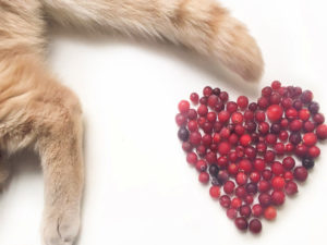 Cat cranberry natural home remedy