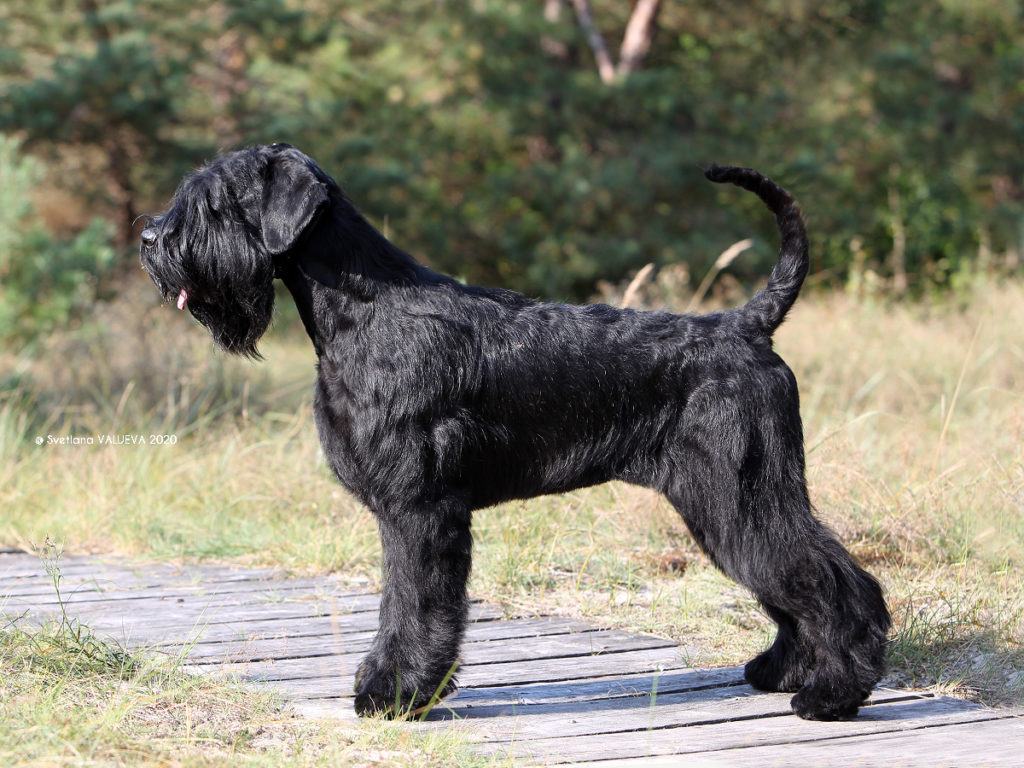 Giant schnauzer expo grooming