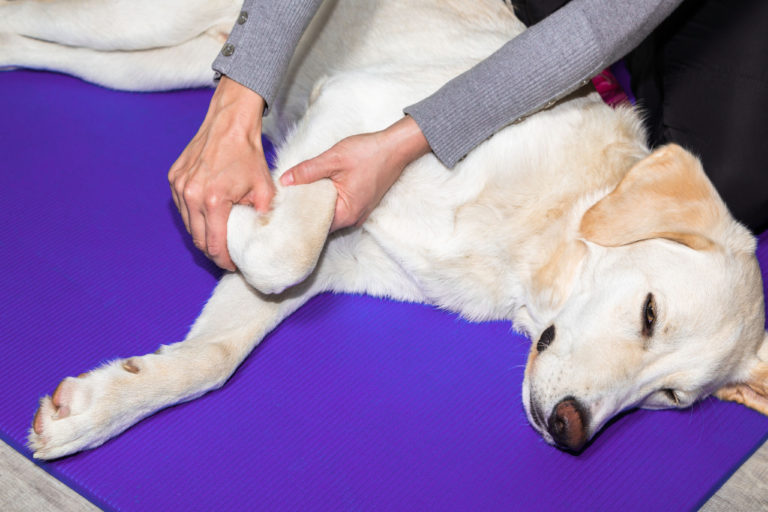 Dog getting osteopathy treatment