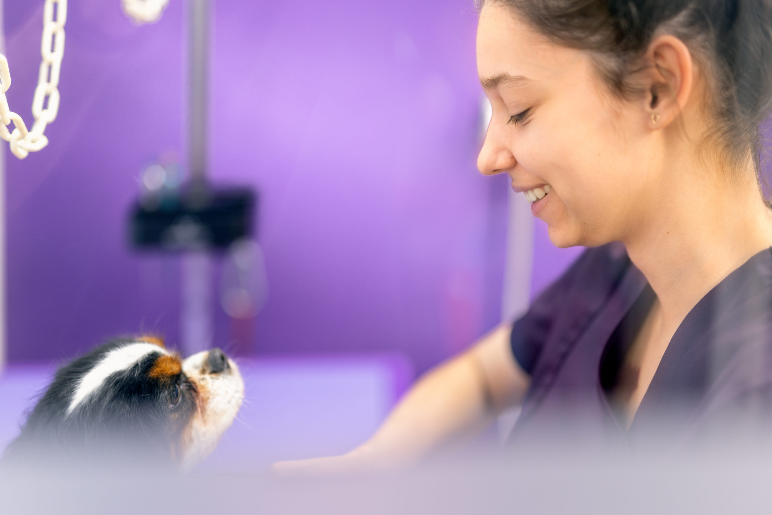 Apprentice grooming a dog