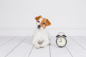 Dog waiting with clock
