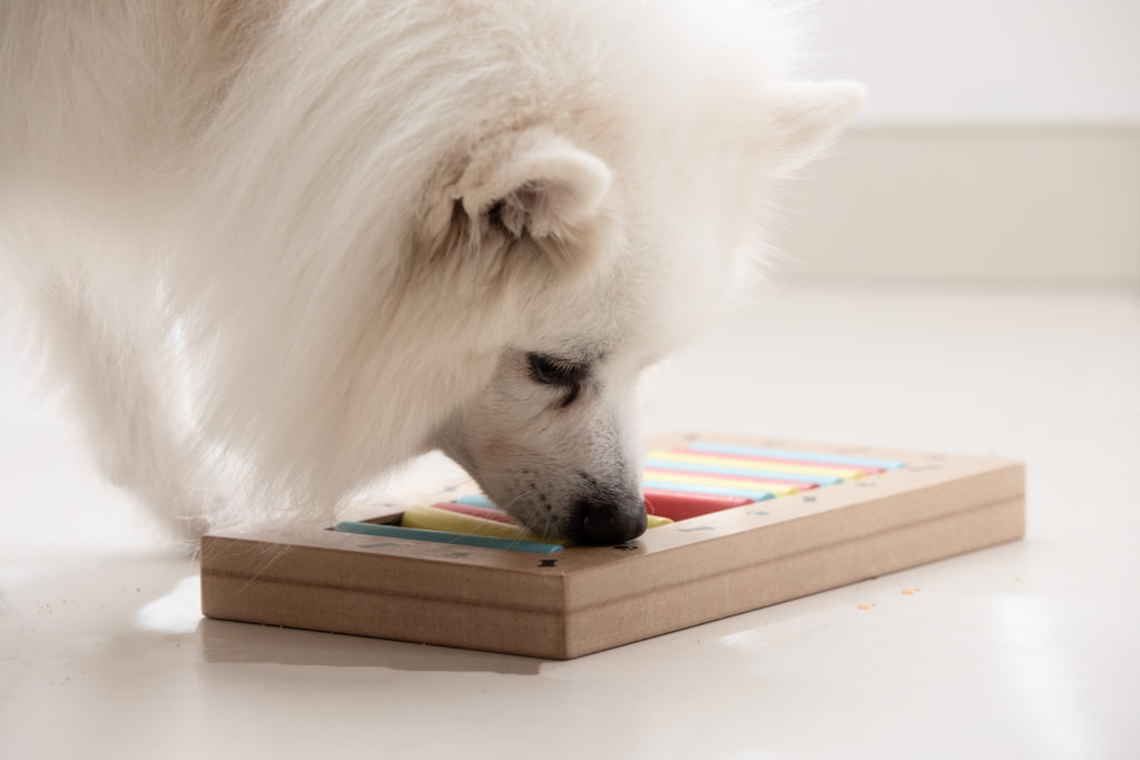 Spitz trying puzzle
