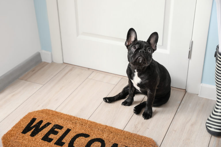 Dog blocking door