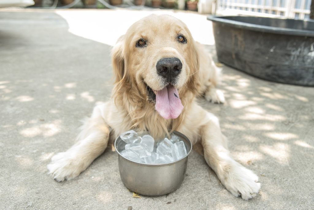 Golden Retriever with a bowl of ice