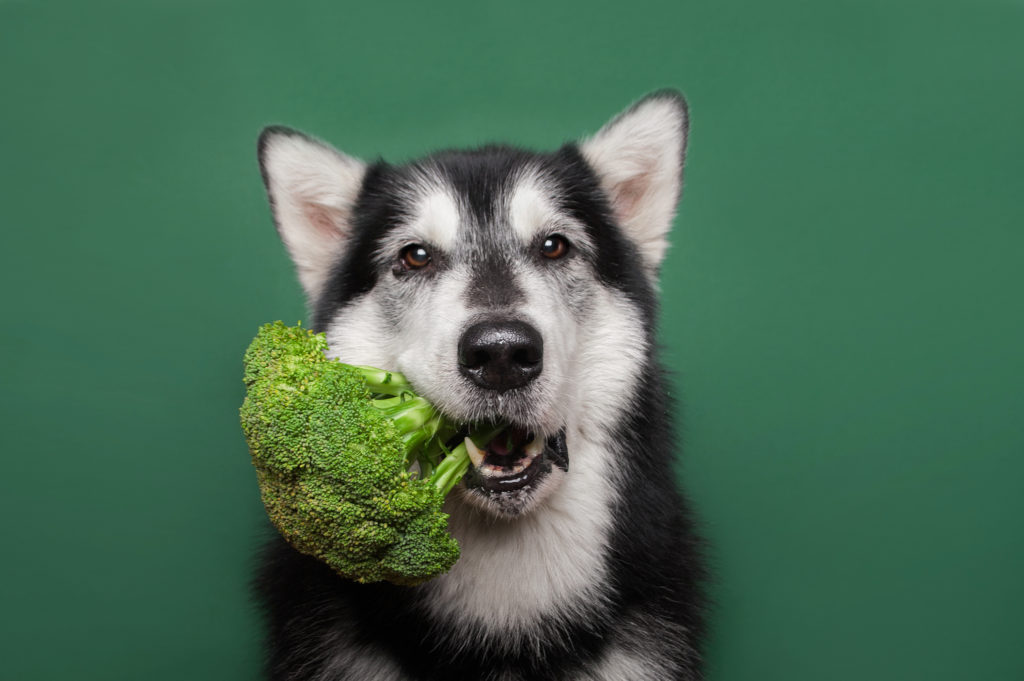 Dog eating broccoli superfood
